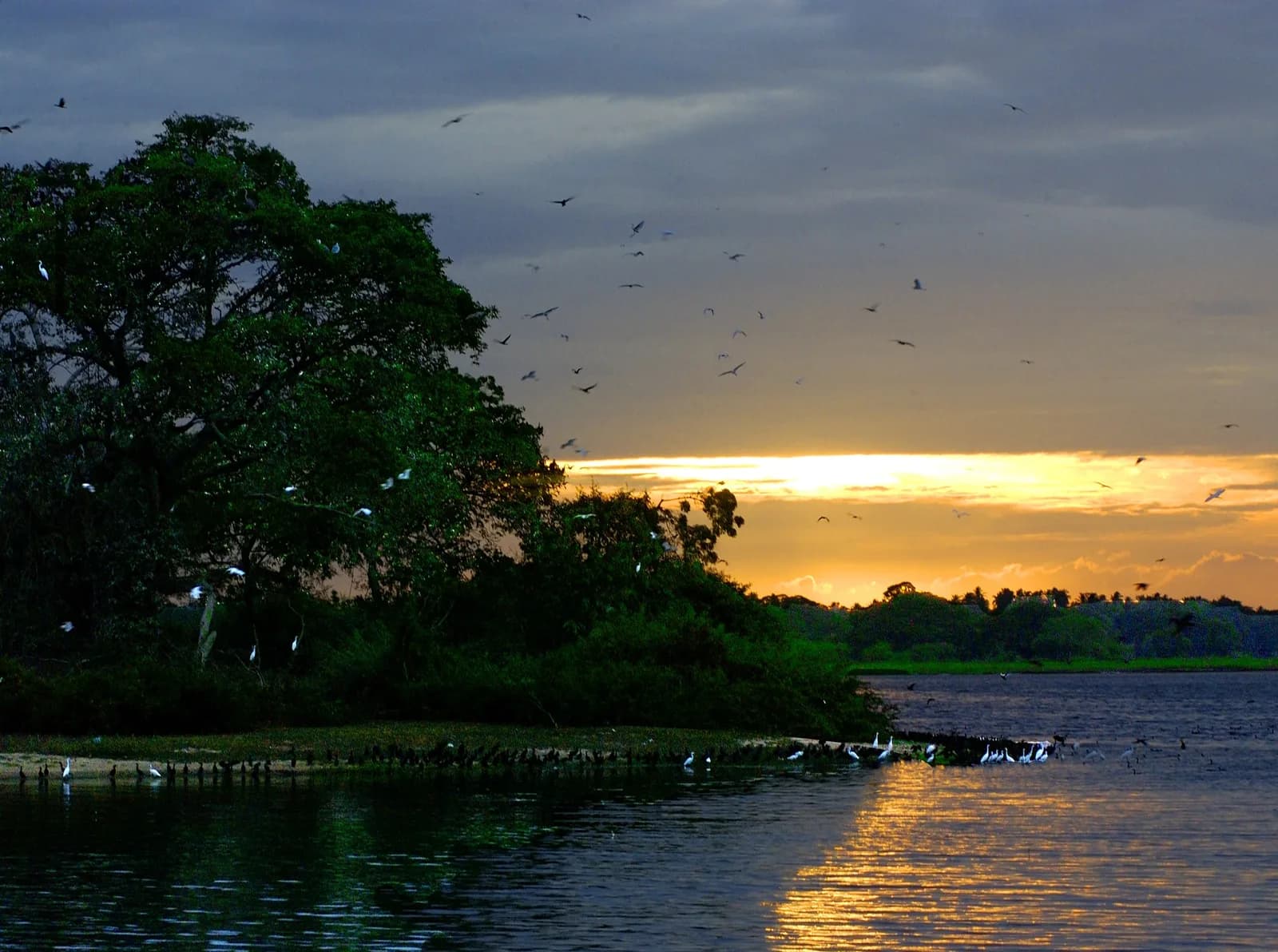Flocks of migratory birds and Greater Flamingos resting on the coastal lagoons of Bundala National Park Sri Lanka