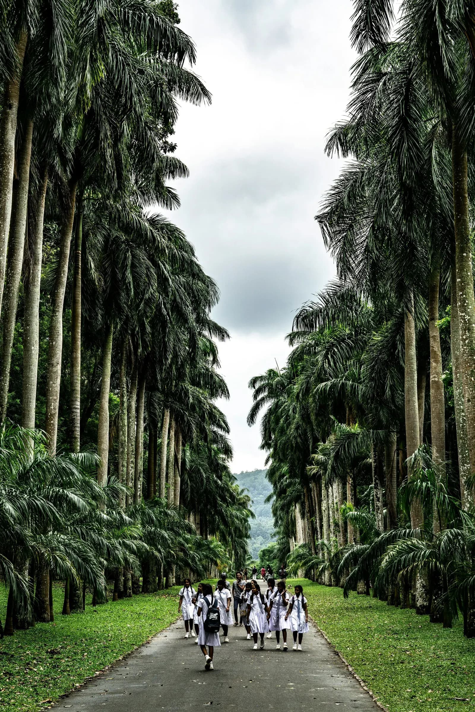 Towering Royal Palms and manicured emerald lawns at Peradeniya Botanic Gardens near Kandy