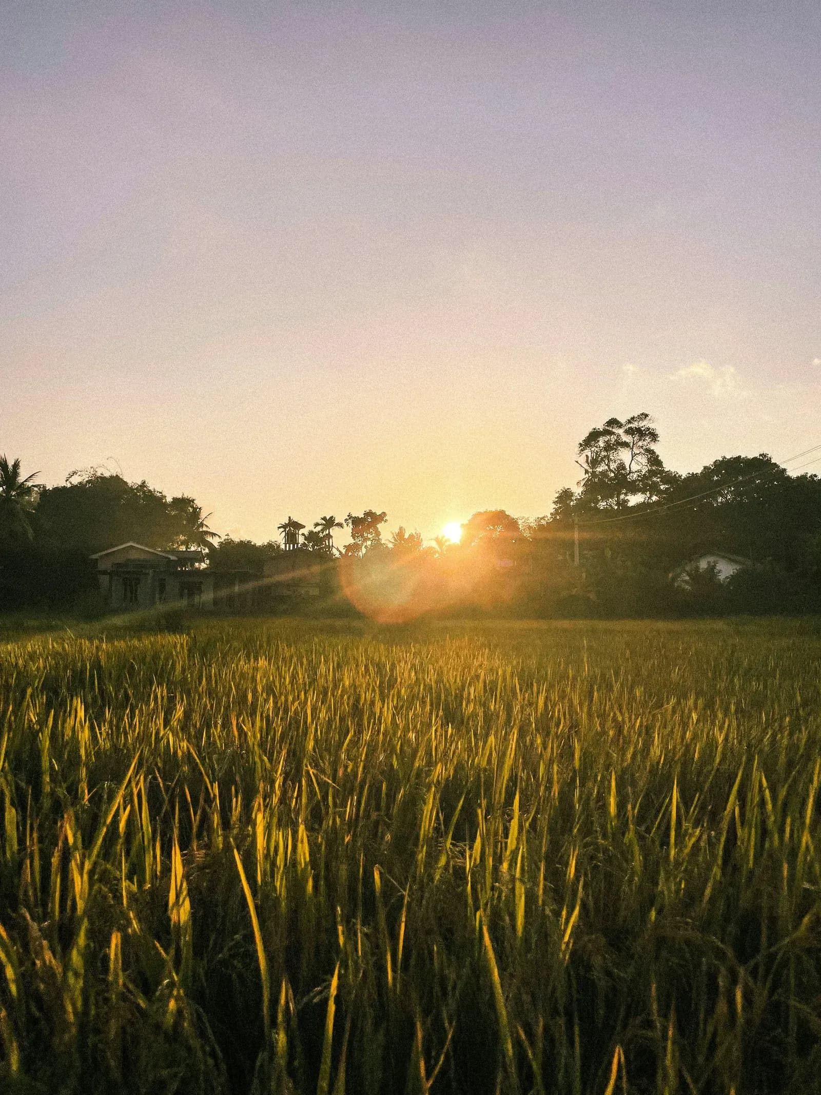 Sunset over paddy fields in a rural Sri Lankan village