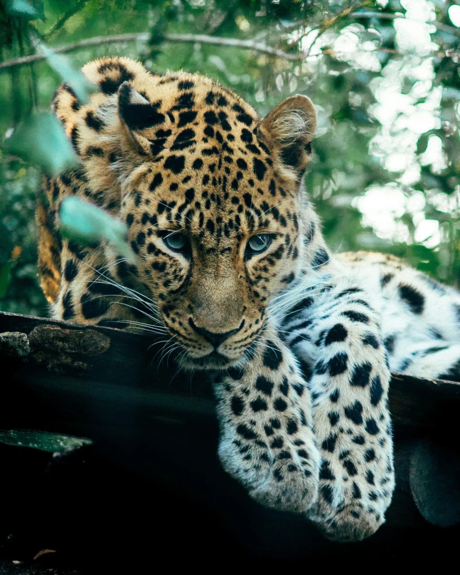 Sri Lankan leopard resting in the trees at Yala National Park