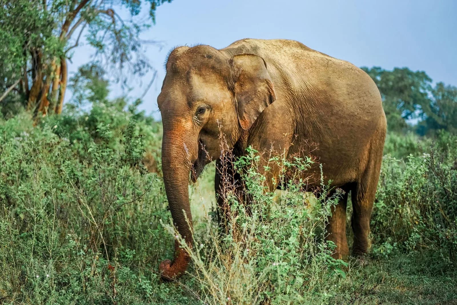 Wild elephant grazing in the misty morning light in Sri Lanka national park.