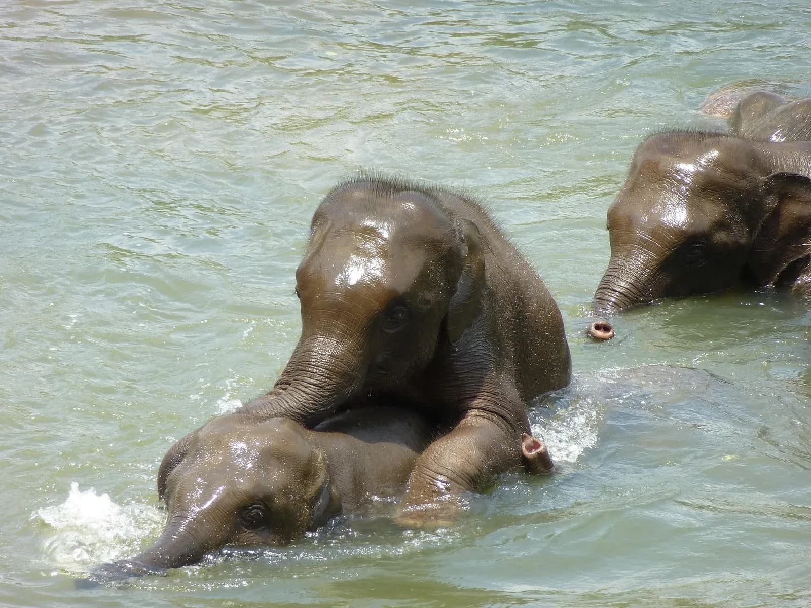 Herd of elephants cooling off and drinking water under the afternoon sun.