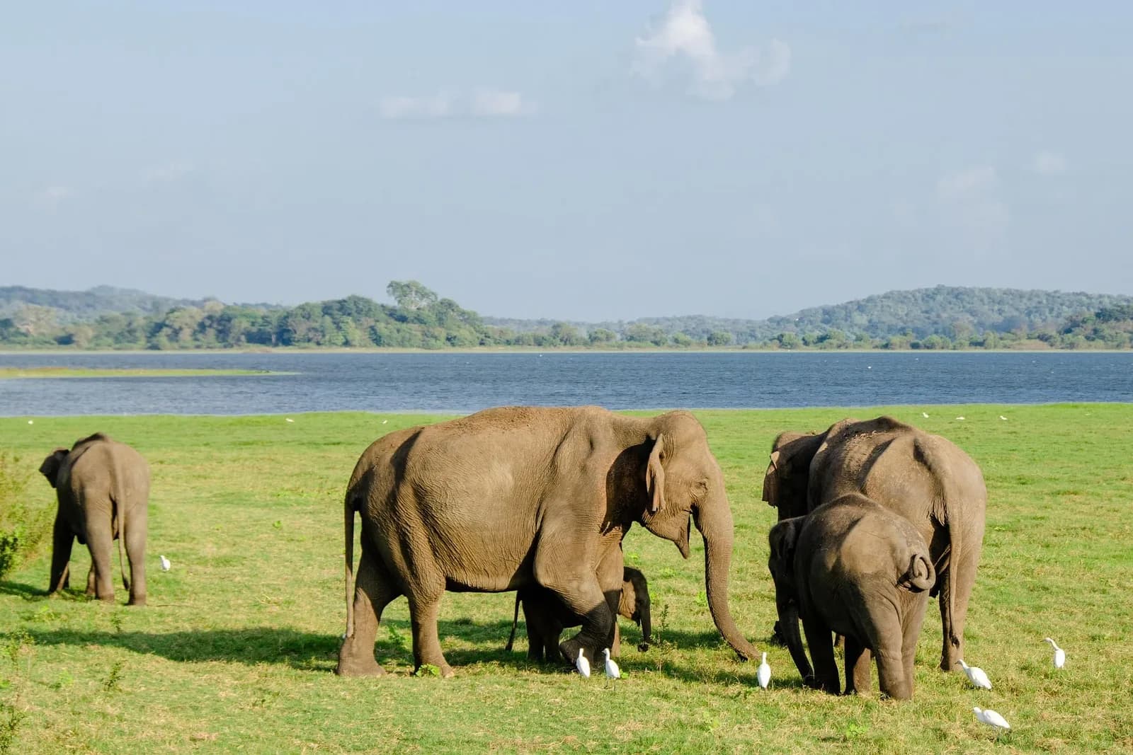 Wild elephants gathering at sunset in Sri Lanka.