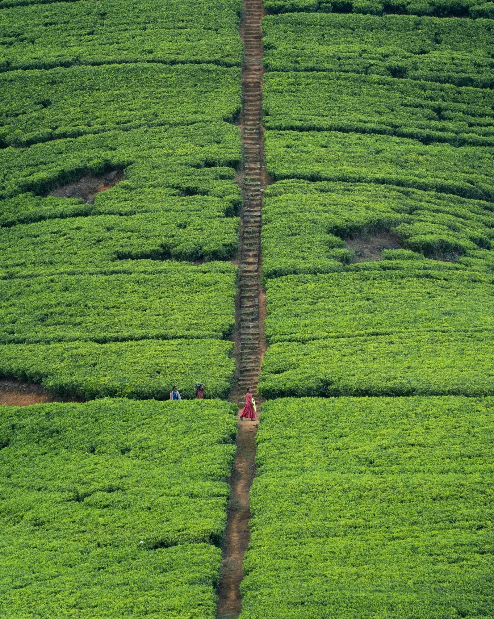 Manicured rolling green Ceylon tea bushes stretching across the central highlands.