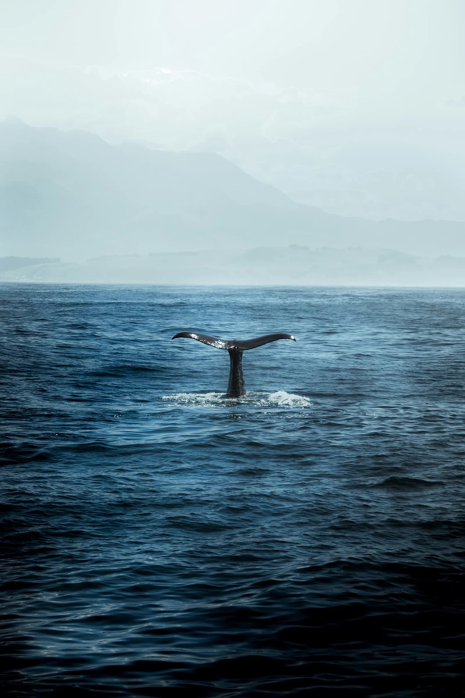 Massive blue whale surfacing in the deep waters of the Indian Ocean near Mirissa.