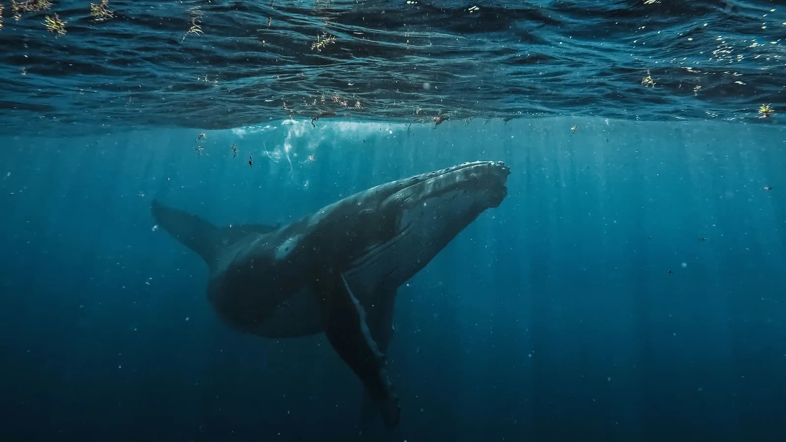 Spectacular giant whale tail fluke splashing down into deep blue ocean waters.