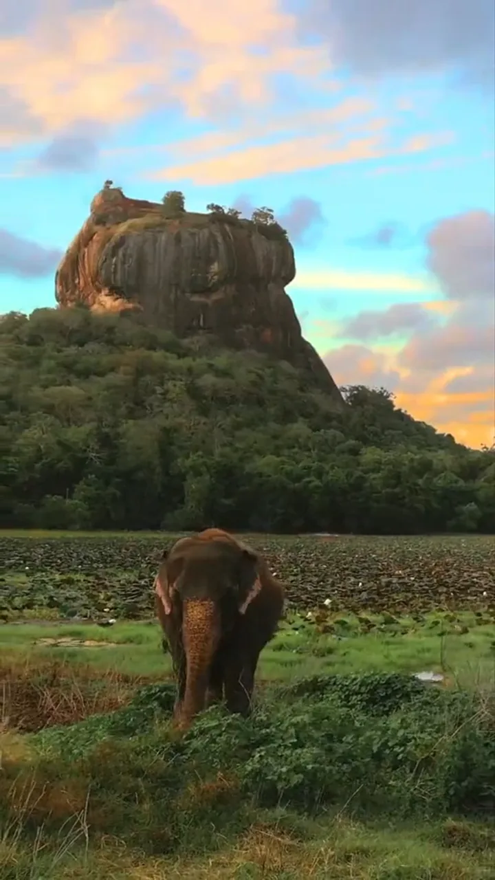 Sigiriya Rock & Wildlife
