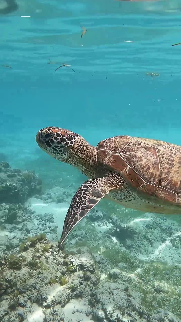 Swimming with Sea Turtles