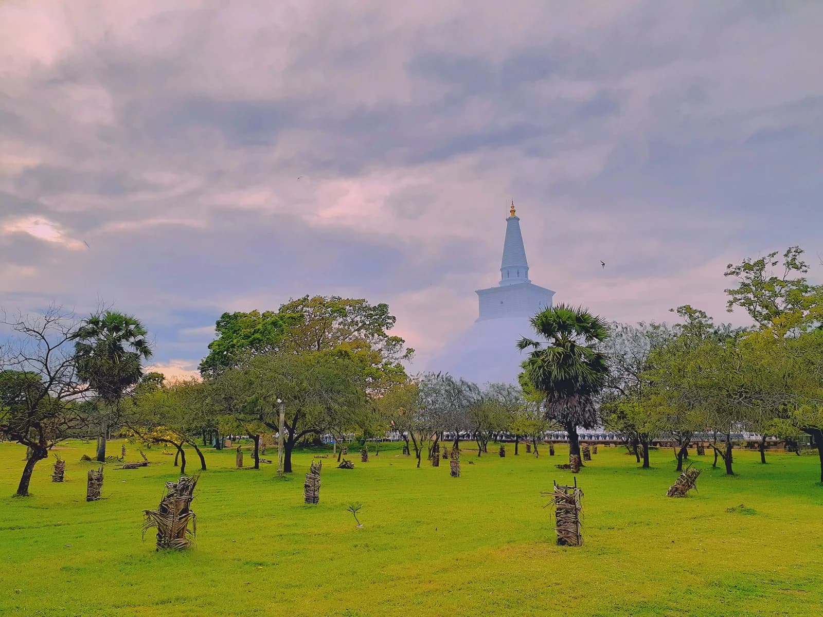 Panoramic view of sacred Anuradhapura temple complex bathed in warm sunlight.