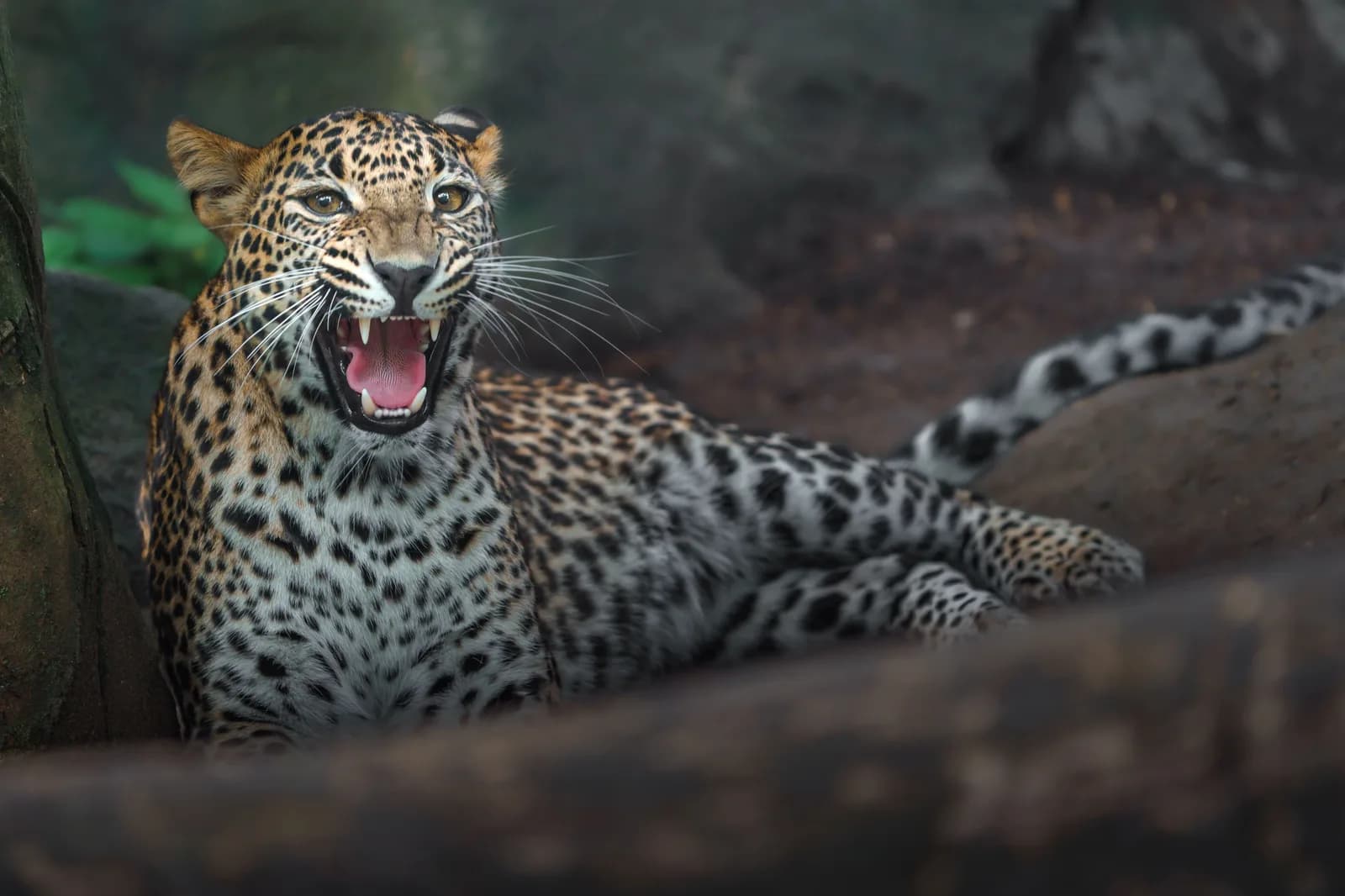 Close-up of a powerful Sri Lankan leopard prowling through safari wilderness.