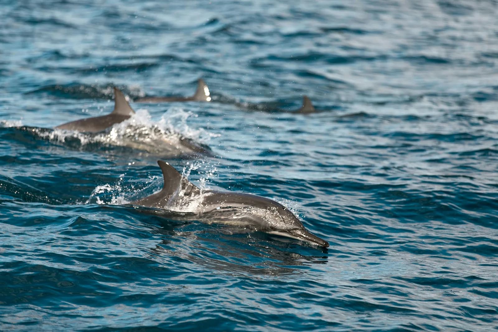 Playful spinner dolphins leaping across deep blue waters off Mirissa coast.