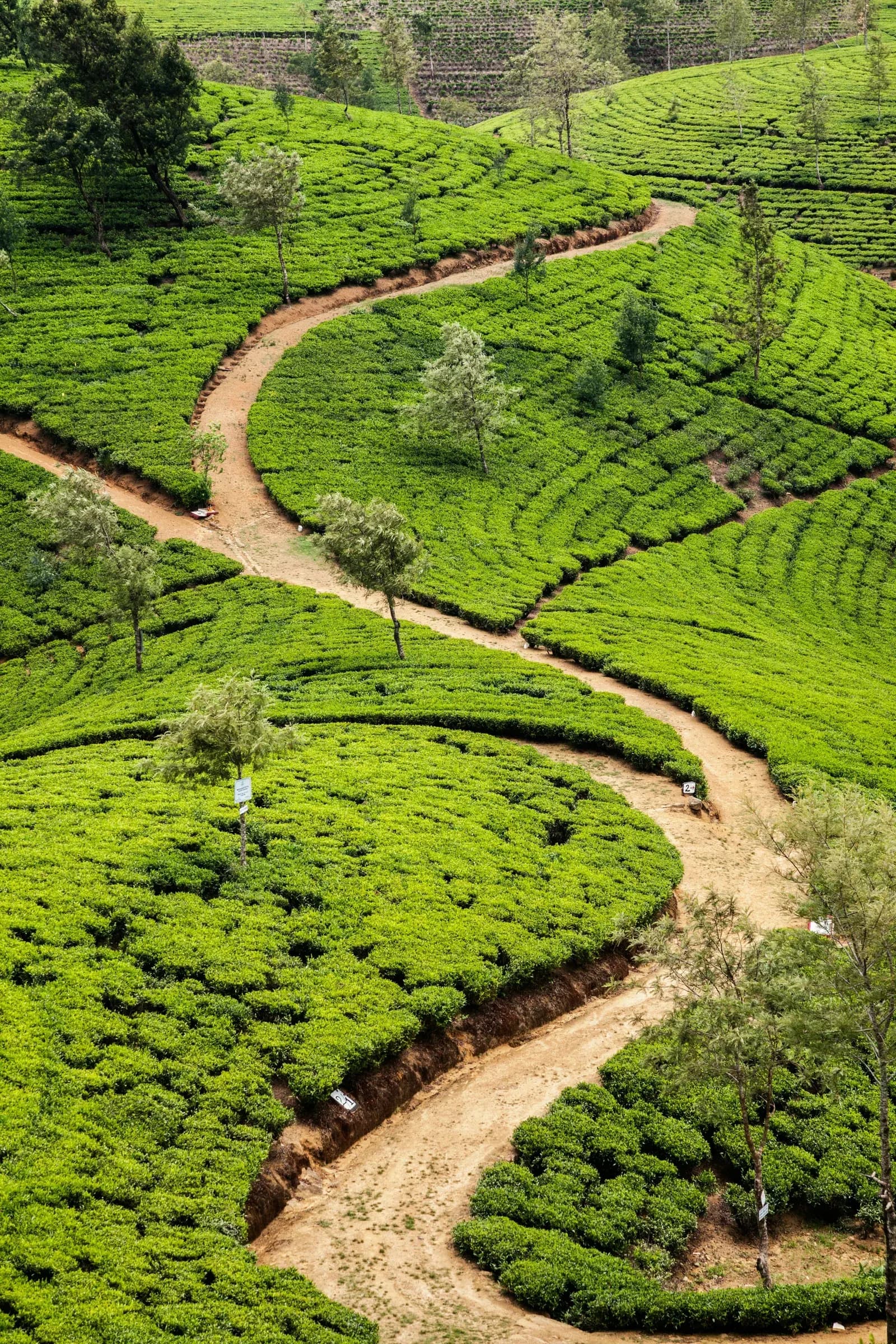 Lush emerald green Ceylon tea estate valleys in the central highlands of Sri Lanka.