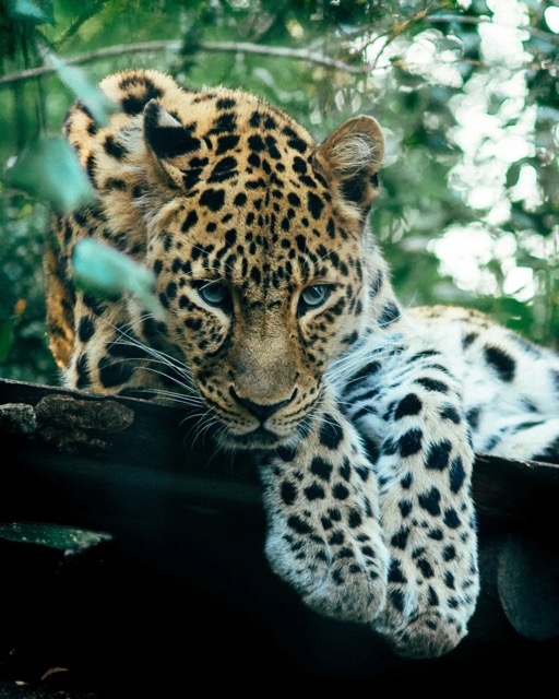 Sri Lankan leopard resting in the trees at Yala National Park